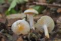 Hygrophorus lindtneri